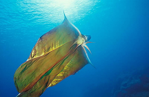 blanket-octopus